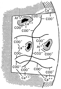 Схема химической адгезии стеклополиалкенатного цемента к эмали и дентину